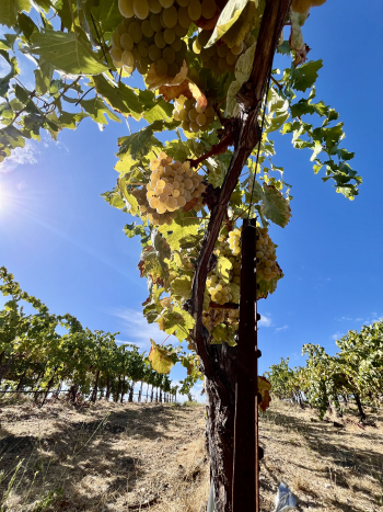View from below Bourboulenc