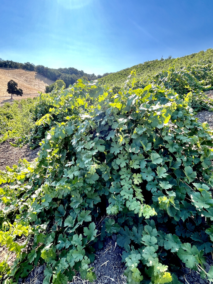 Jewel Ridge Octopus vine 1
