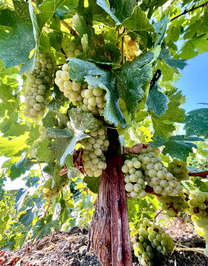 Under a Jewel Ridge Roussanne vine