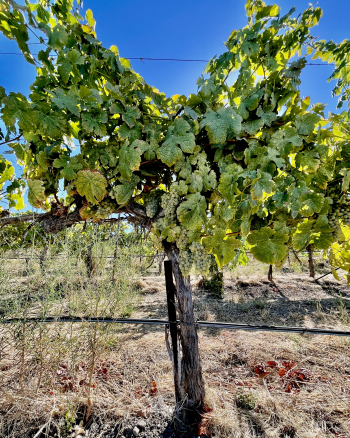 NH Roussanne vine looking healthy