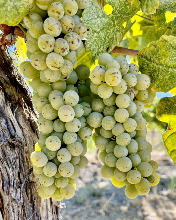 Roussanne clusters on NH looking healthy