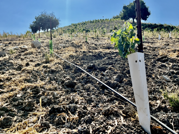New plantings on Jewel Ridge