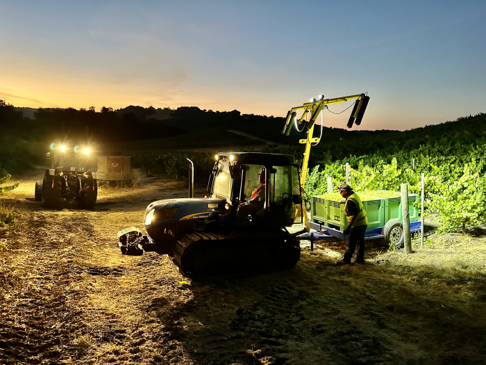 Opening Viognier pick - sunrise