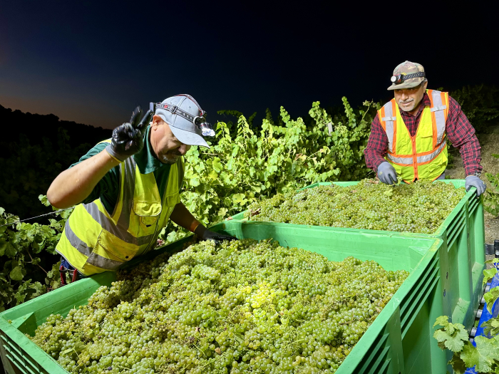 Opening Viognier pick - checking bins