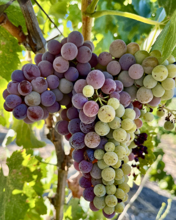 Grenache late August
