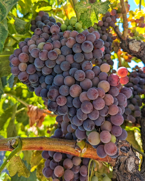 Dry-farmed Grenach cluster at 10 inch diameter