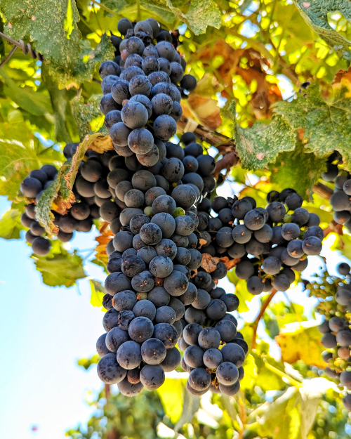 Veraison 2024 - Syrah on crosshairs