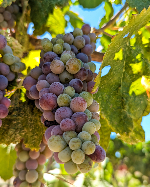 Veraison 2024 - Muscardin