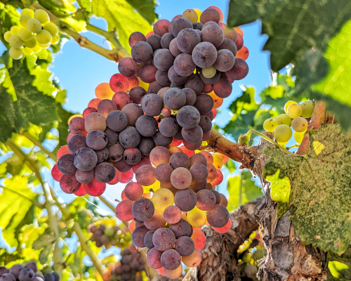 Veraison 2024 - Grenache