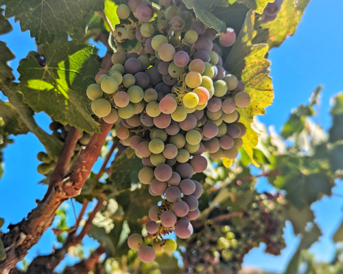 Veraison 2024 - Mourvedre