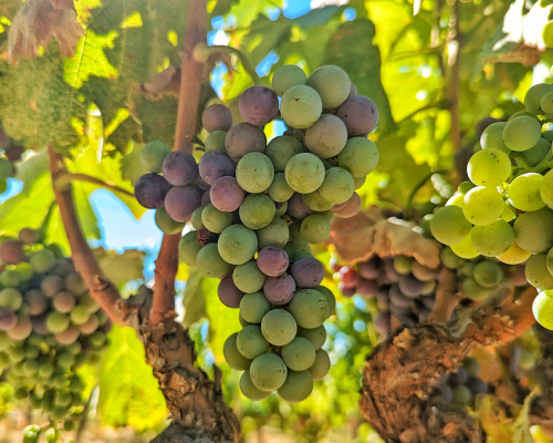 Veraison 2024 - Counoise