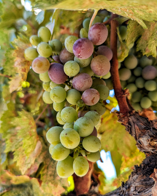 Veraison 2024 - Cinsaut