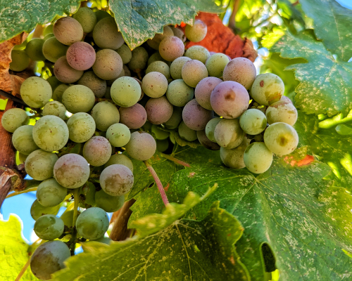 Veraison 2024 - Terret Noir