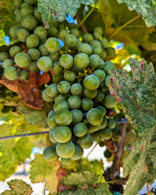 Veraison 2024 - Vaccarèse