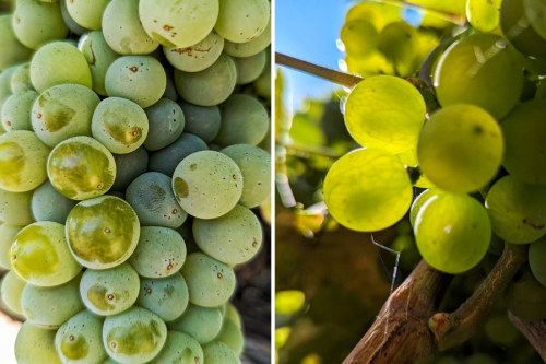 Veraison 2024 - Grenache Blanc and Vermentino