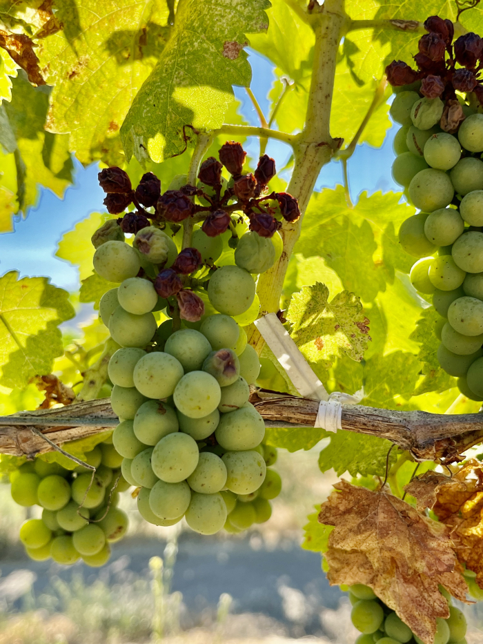 Mid-July 2024 Marsanne sunburn