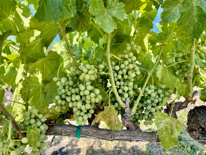 Mid-July 2024 Grenache shaded