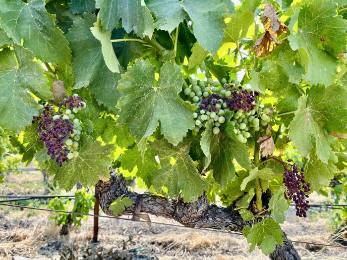 Mid-July 2024 Grenache sunburn