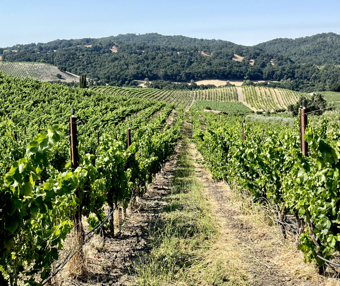 Mid-July 2024 vineyard overview