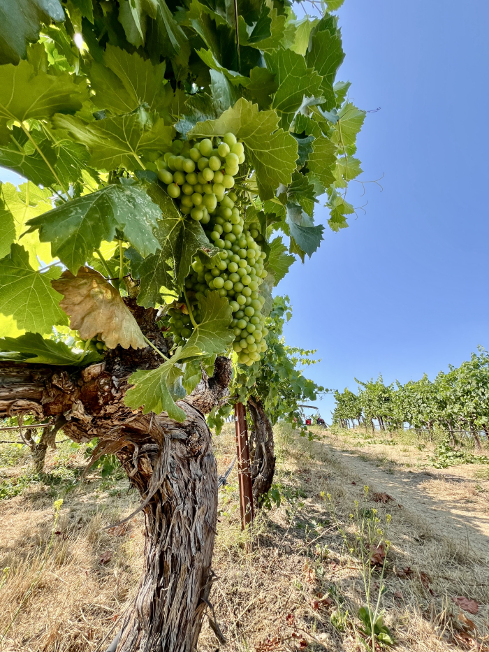 Mid-July 2024 Grenache from below