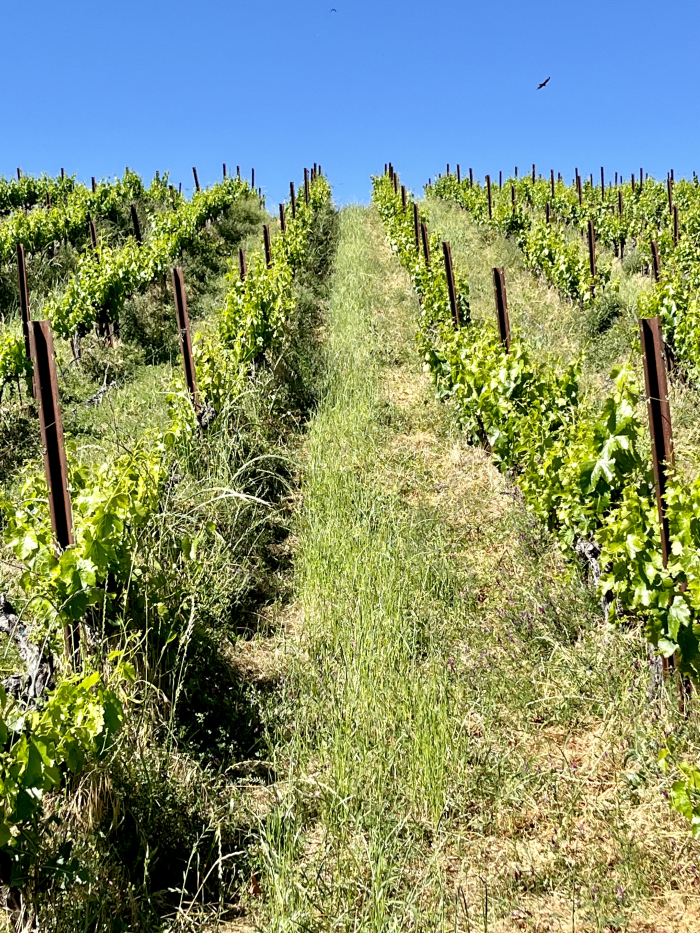 Shaggy vineyard May 2024