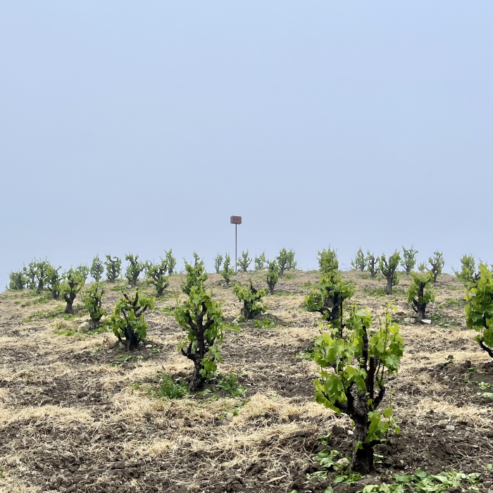 Scruffy Hill on foggy morning