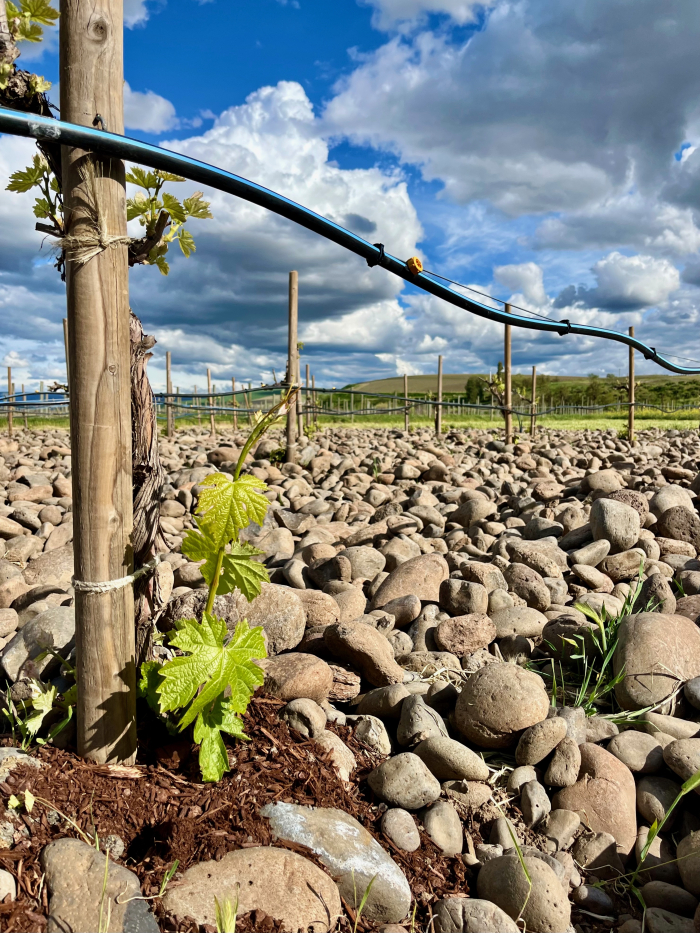 Rocks District Vines - Closeup