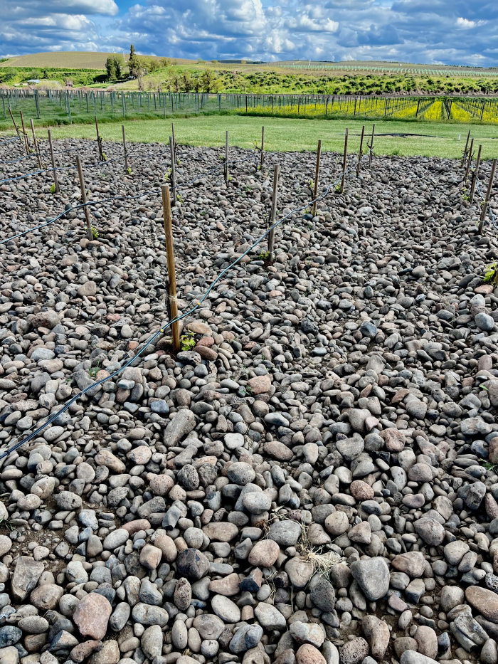 Rocks District Cobbles