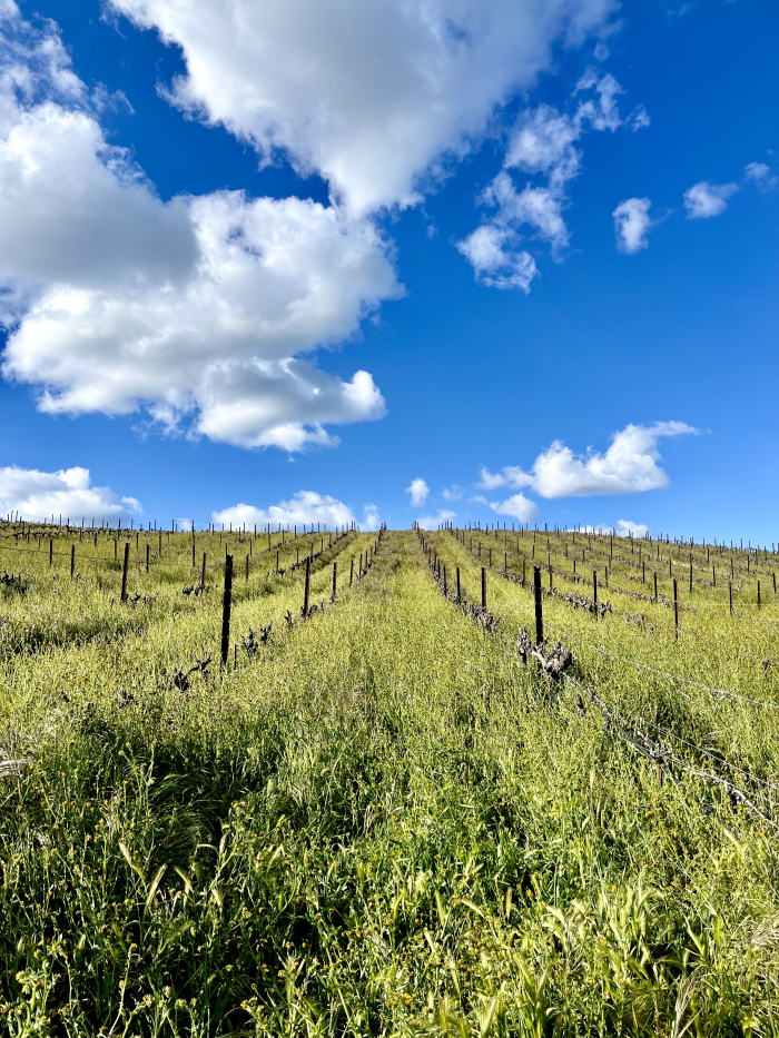 Green vineyard and blue skies April 2024
