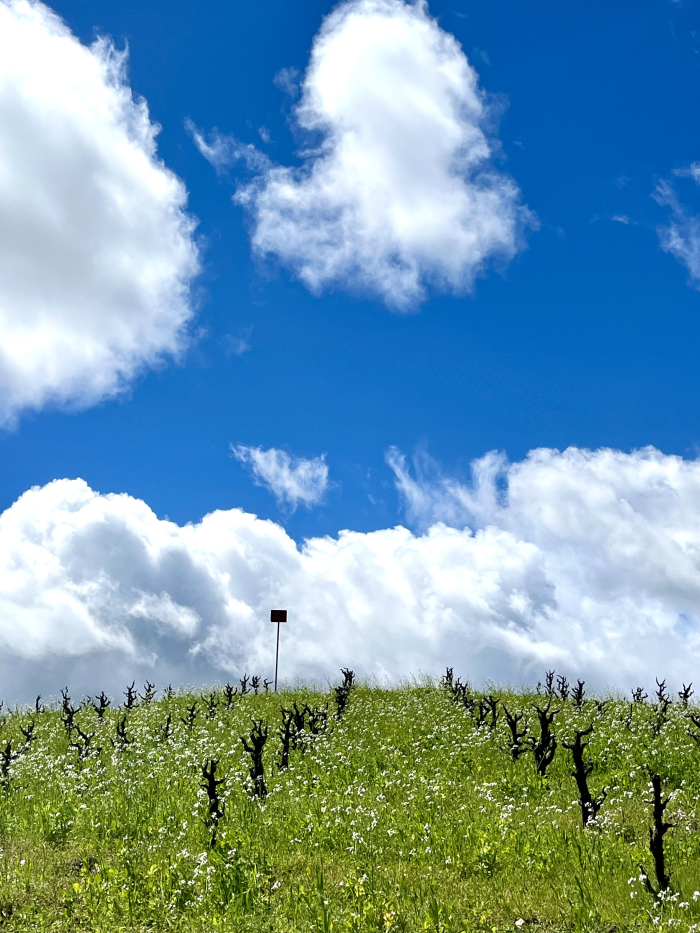 Puffy clouds over green Scruffy Hill April 2024
