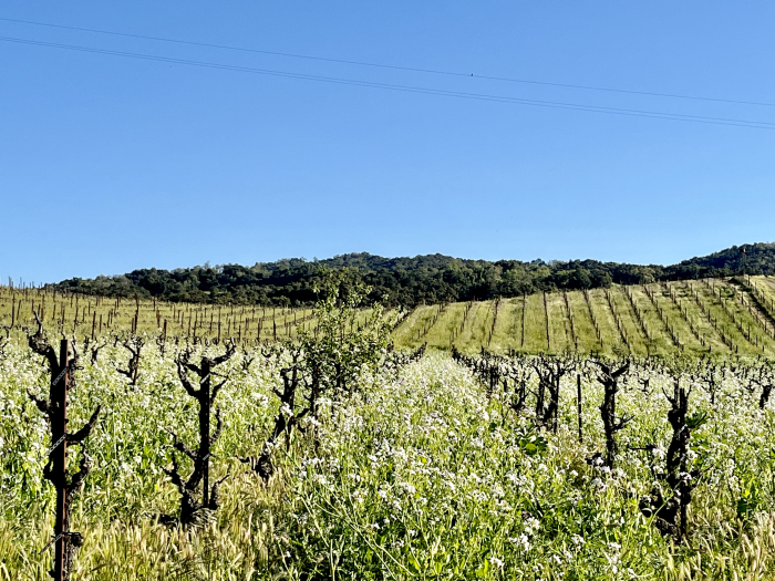 Flowing cover crop in dry-farmed Tannat April 2024