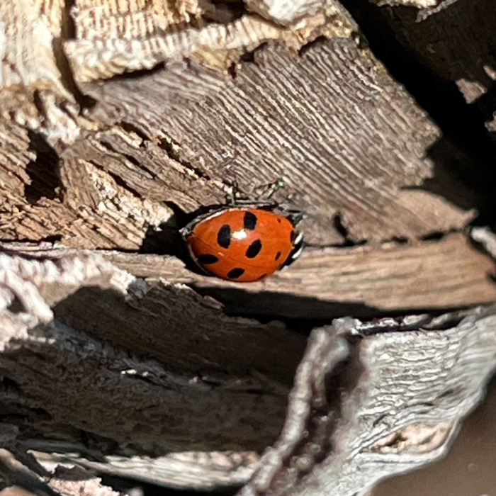 Ladybug on Roussanne trunk