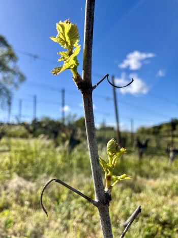 Budbreak 2024 - Viognier