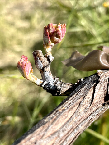 Budbreak 2024 - Syrah