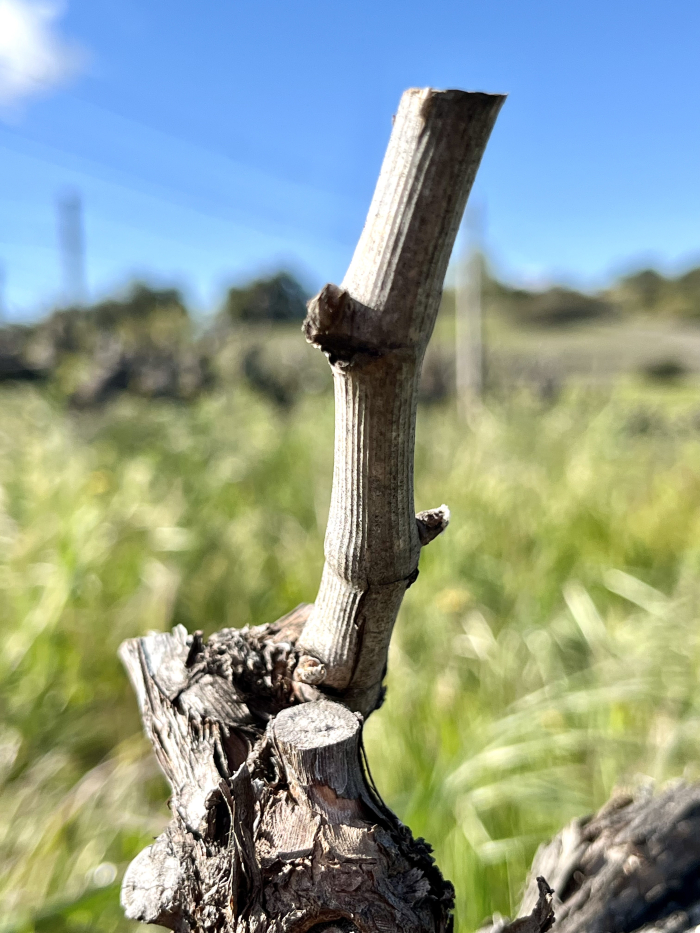 Budbreak 2024 - Marsanne