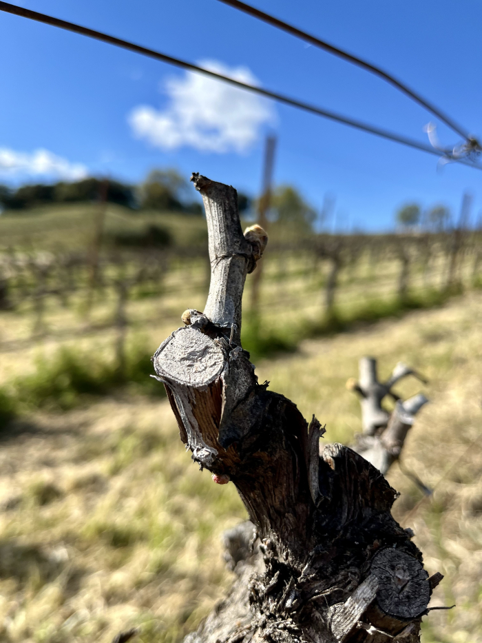 Budbreak 2024 - Grenache bottom of hill