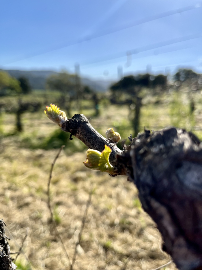Budbreak 2024 - Grenache lower middle of hill