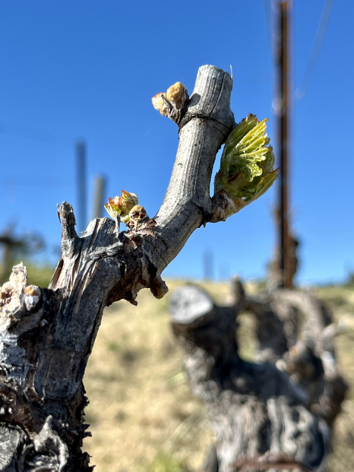 Budbreak 2024 - Grenache upper middle of hill