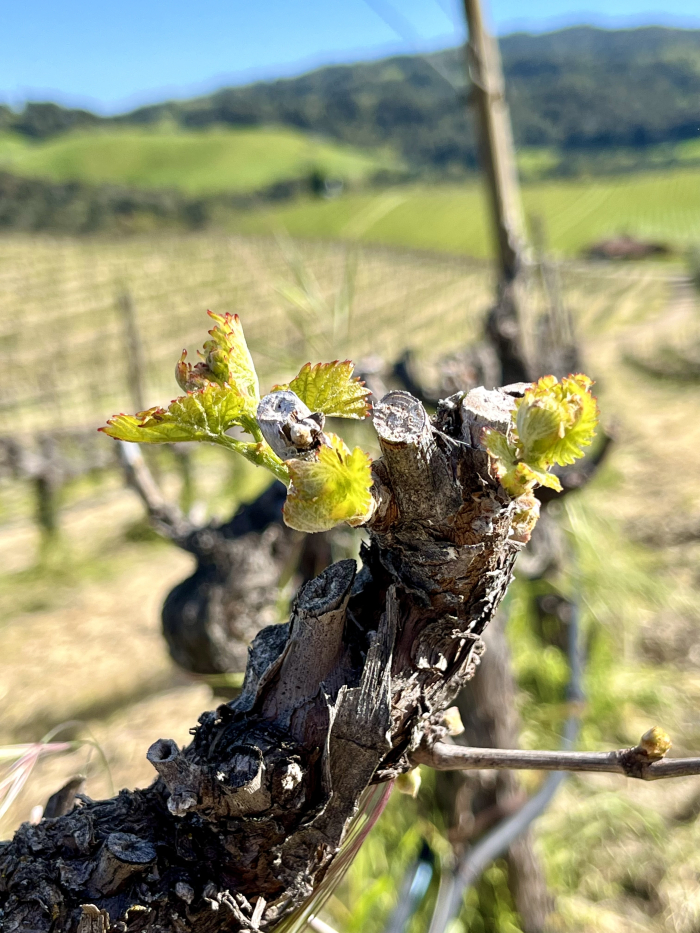 Budbreak 2024 - Grenache top of hill