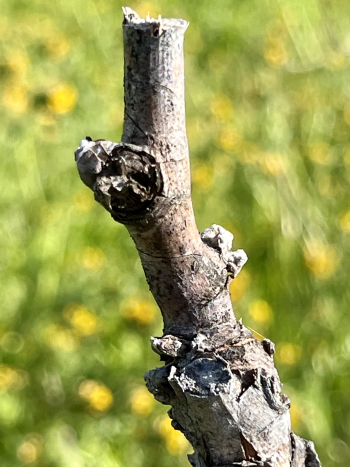Budbreak 2024 - Roussanne