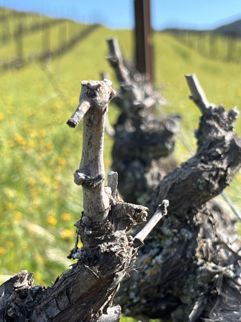 Budbreak 2024 - Mourvedre