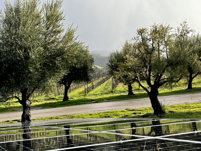 Solar and green vineyard