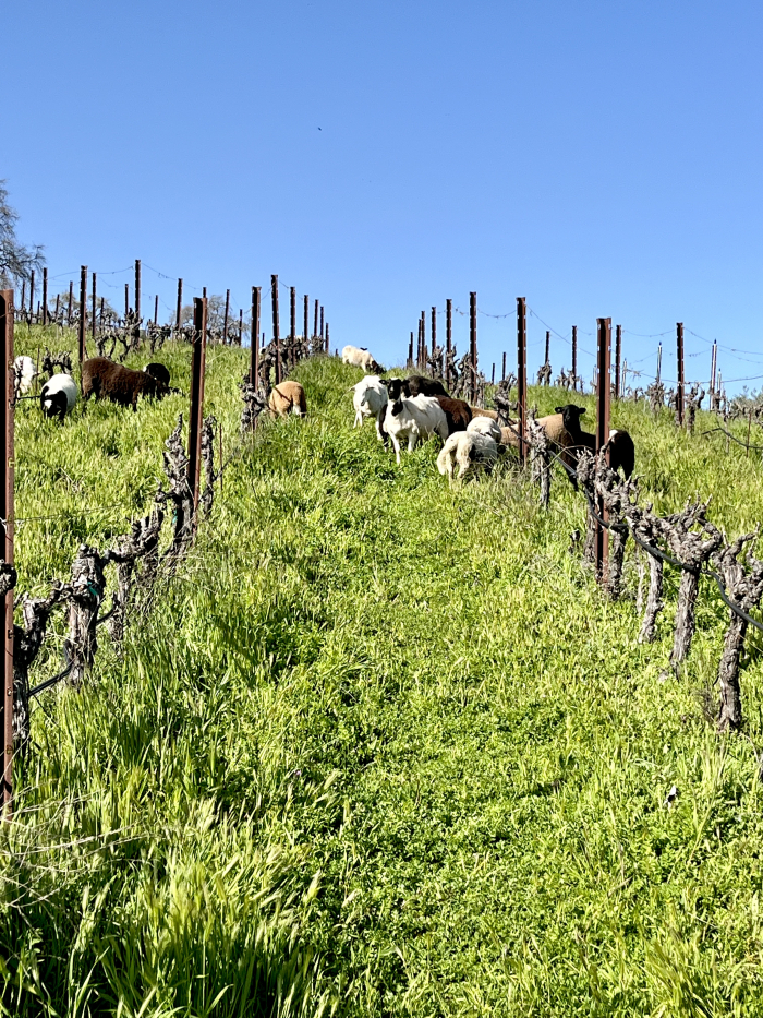 Sheep on New Hill March 2024