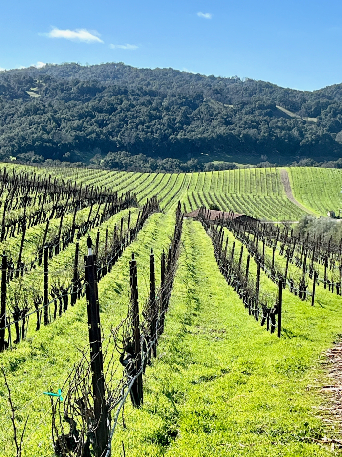 Tablas Creek Vineyard rows