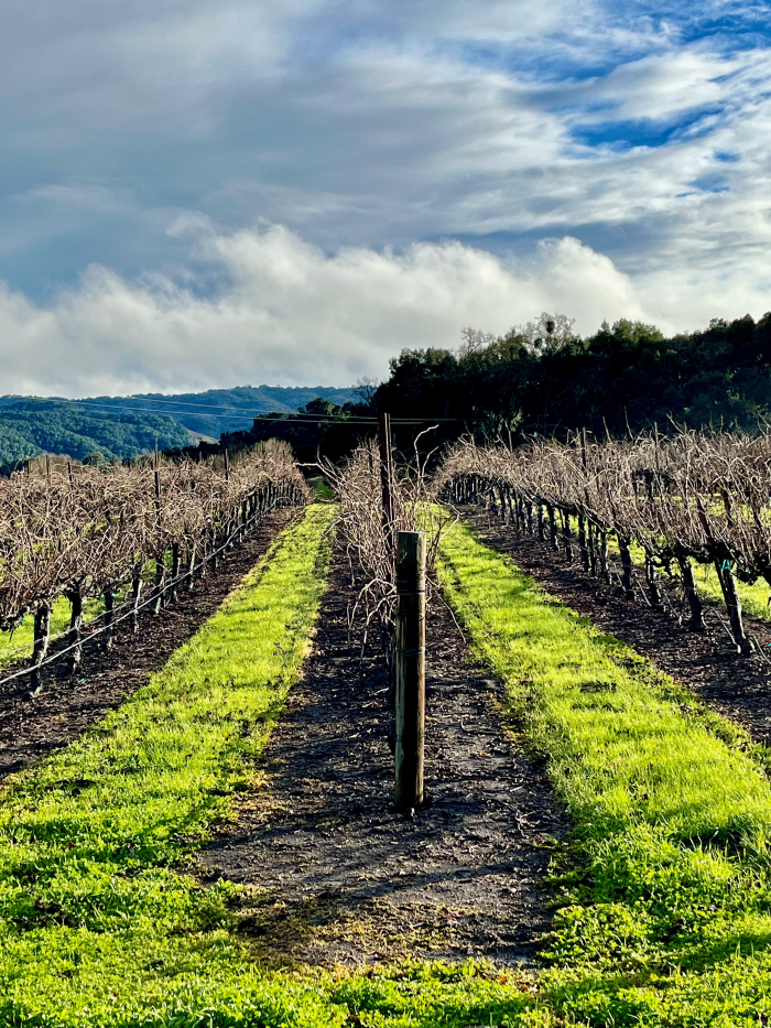 Non-organic vineyard rows