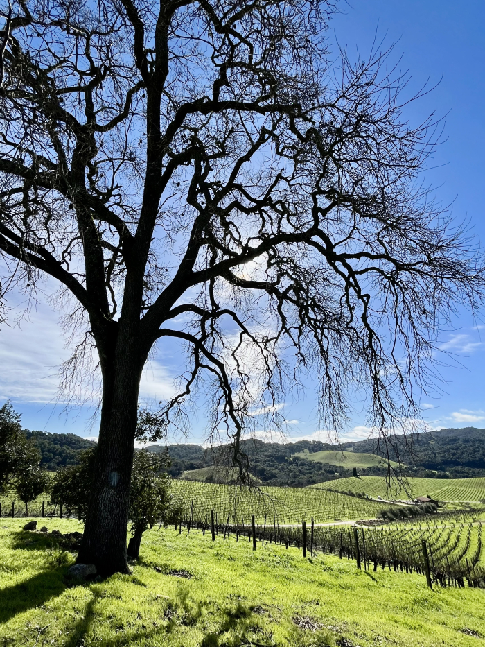 Oak Tree and Green Vineyard