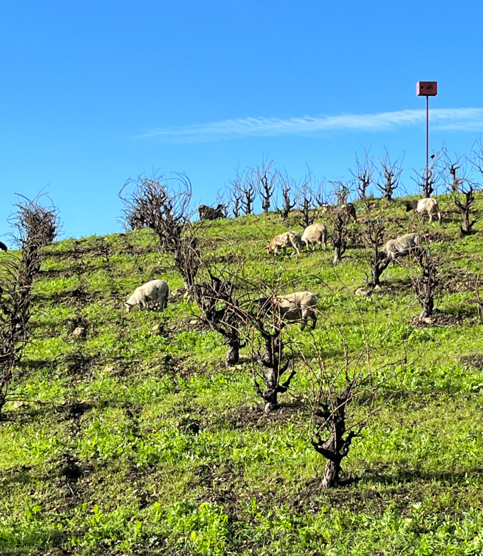 Sheep on Scruffy Hill