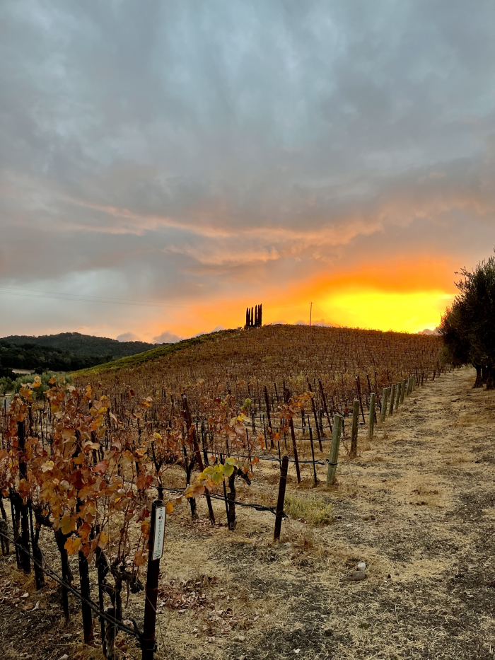 Fall sunset over Mourvedre ex-Chard