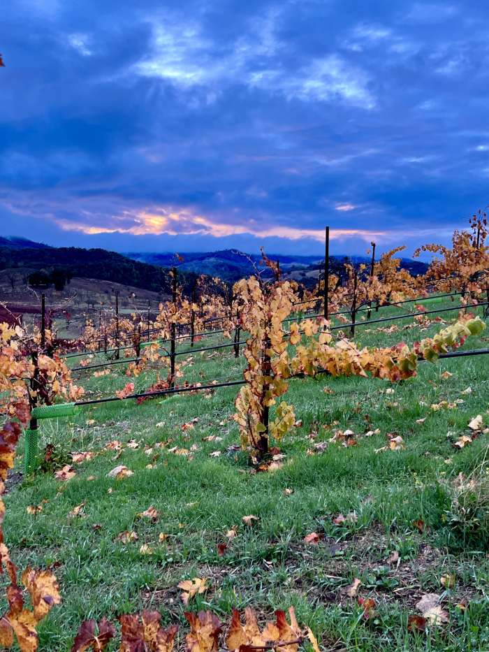 Winter sunset over new green grass