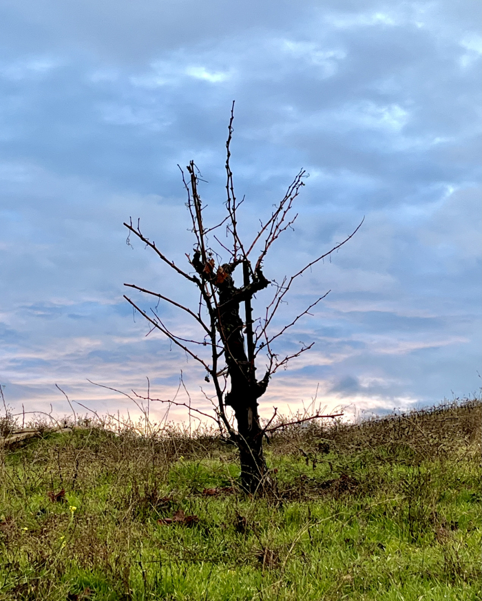 Winter sunset over Counoise